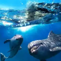 Blue Dolphin Quebra-cabeça Screen Shot 1