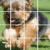 Puppies Yorkshire Pictures-Dog Animal Puzzle Game
