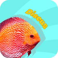 Discus Fish Hunter
