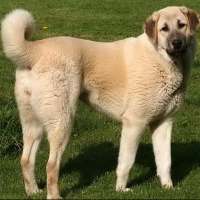 Anatolian Shepherd Puzzle