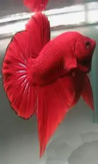 Fighting Betta Screen Shot 0