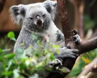 Koala Jigsaw Puzzles Screen Shot 4