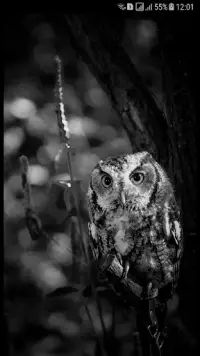 Owl 2048 Screen Shot 0