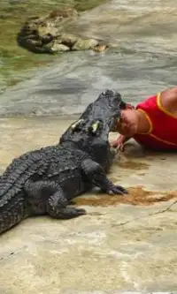 Crocodile Farm Na Tailândia Screen Shot 2