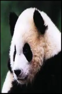 BIG Panda Puzzle free Screen Shot 1