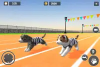 Cat Simulator Game 2020 :Kitty Running Screen Shot 3
