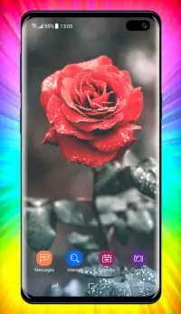 Rose Wallpaper Screen Shot 5