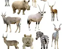الحيوانات من العالم بانوراما الألغاز لعبة Screen Shot 4