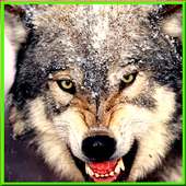 Life Of Wolf: Wild Revenge