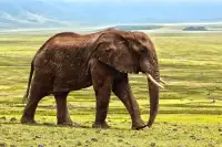 Marvelous Elephant Jigsaw Puzzles Screen Shot 2