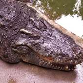 Krokodilfarm in Thailand Puzzl