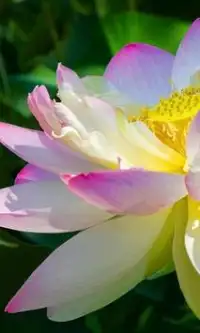Lotus Flower Jigsaw Puzzles Screen Shot 2