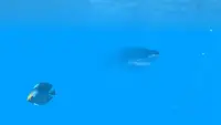 VR Ocean Aquarium 3D Screen Shot 3