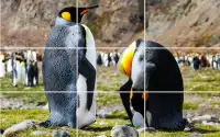 Tile Puzzle - Penguins Screen Shot 1