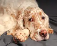 English Setter Dogs Puzzles Screen Shot 4