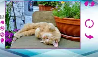 จิ๊กซอว์ขนาดใหญ่ที่มีแมว Screen Shot 3