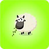 sheep Mady