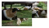 Puzzle Hamster - Tout simplement magnifique Screen Shot 5