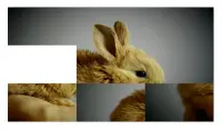Bonito e fofo coelho quebra-cabeça - grátis Screen Shot 0