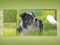Dog Puzzles - Drag & Swap Screen Shot 17