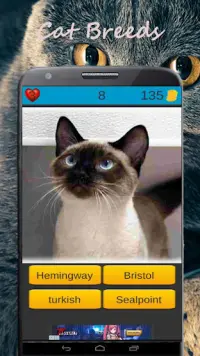 Kedi ırkları oyunu Screen Shot 1