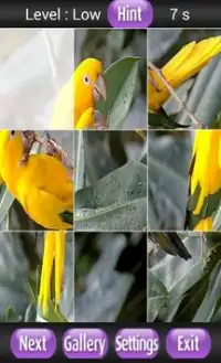 Birds Species Puzzle Screen Shot 2