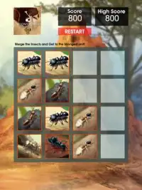 Colony Clash : Merge Ants Screen Shot 1