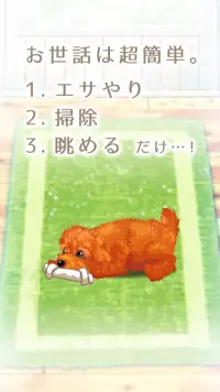 癒しの子犬育成ゲーム〜トイプードル編〜 Screen Shot 1