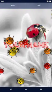Cute Ladybug Live Wallpaper Screen Shot 1