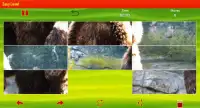 Bear Puzzle Screen Shot 5