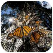 Amazing Butterfly Puzzles