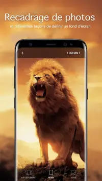 Lion Fonds d'écran 4K Screen Shot 2