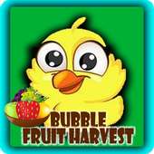 Bubble Fruit Harvest