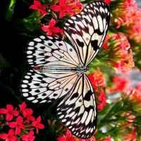 Butterfly Jigsaw Puzzle