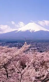 Японская вишня Цветы Игра Пазл Screen Shot 0