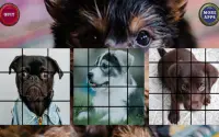Puppy Dog Puzzle Slide - Sliding Tiles Game Screen Shot 6