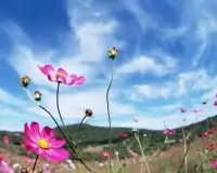 Космея Цветы Игра Пазл Screen Shot 4