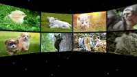Yavru Hayvan Sesleri Yetişkinler için Screen Shot 10