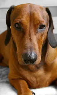 Dachshund Jigsaw Puzzle Screen Shot 1