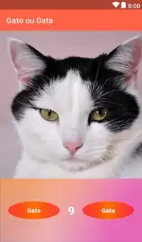 Gato ou Gata Screen Shot 2