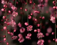 شجرة الكرز اليابانية الزهور ا Screen Shot 4