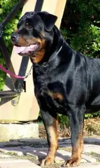 Rottweiler Anjing Jigsaw Screen Shot 1