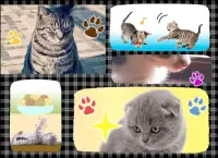 Cats Playing Card Games Screen Shot 5