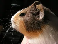 Hamster Puzzle- just beautiful pictures jigsaw Screen Shot 1