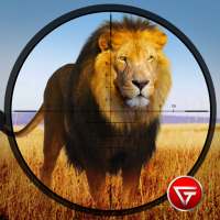 Lion sauvage chasse-2017