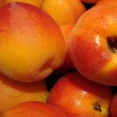 Apricot Jigsaw Puzzles