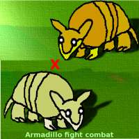 Armadillo Fight Combat