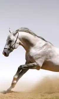 馬のジグソーパズル Screen Shot 0