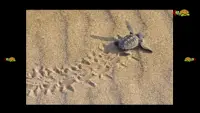 erste Spiel mit Schildkröten Screen Shot 9