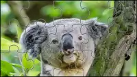 Koala Bear Jigsaw Puzzles Game Screen Shot 2